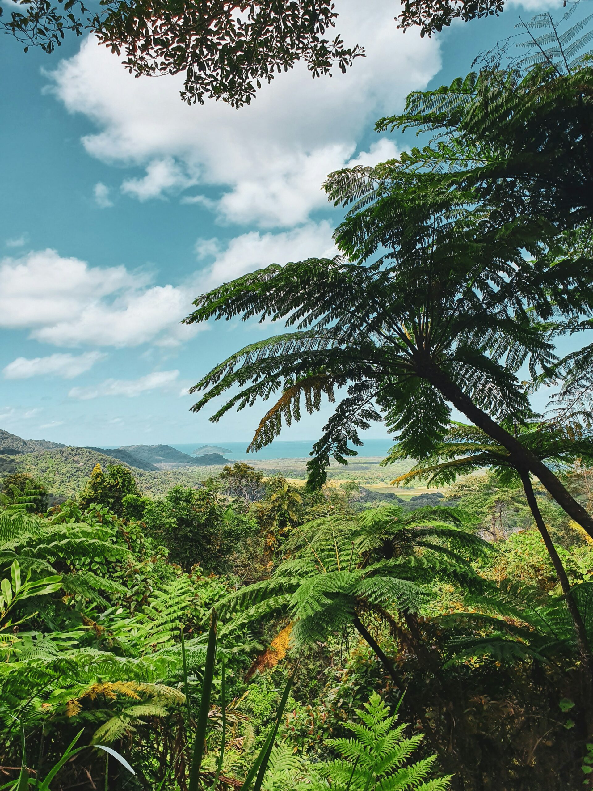 hidden gems australia daintree