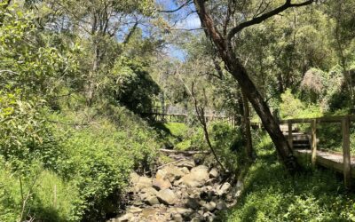 Exploring South Australia: A Solo Female Backpacker’s Guide